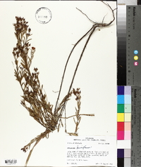 Hypericum densiflorum image
