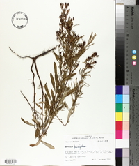 Hypericum densiflorum image
