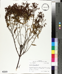 Hypericum densiflorum image