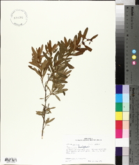 Hypericum densiflorum image