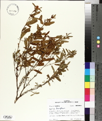 Hypericum densiflorum image