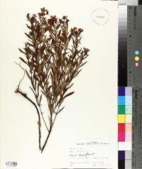 Hypericum densiflorum image