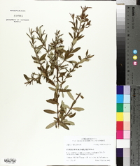 Hypericum densiflorum image