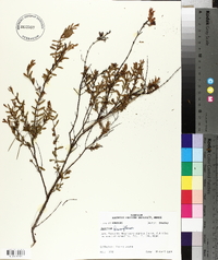 Hypericum densiflorum image