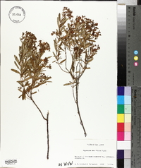 Hypericum densiflorum image
