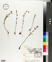 Hypericum canadense image