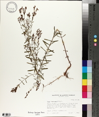 Hypericum canadense image