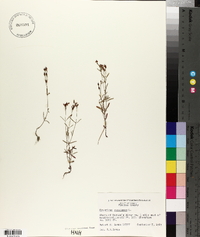 Hypericum canadense image