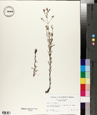Hypericum canadense image
