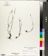 Hypericum canadense image