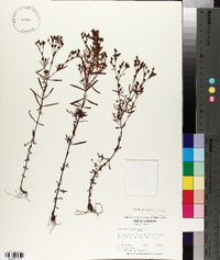 Hypericum canadense image