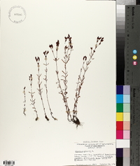 Hypericum canadense image