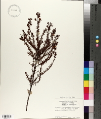 Hypericum brachyphyllum image