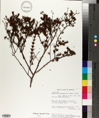 Hypericum brachyphyllum image