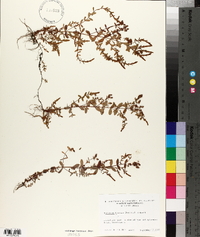 Hypericum boreale image