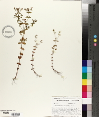 Hypericum boreale image