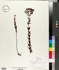 Hypericum adpressum image