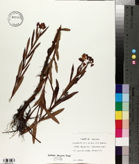 Hypericum adpressum image
