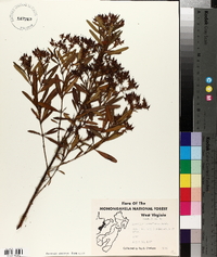 Hypericum densiflorum image