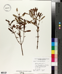 Hypericum densiflorum image