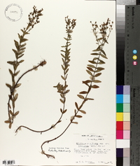 Hypericum densiflorum var. lobocarpum image