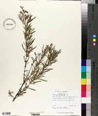 Hypericum densiflorum image