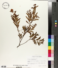 Hypericum densiflorum image