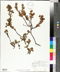 Hypericum crux-andreae image