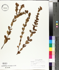 Hypericum stans image