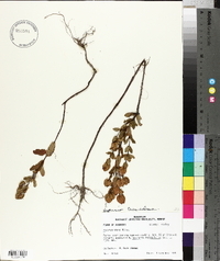 Ascyrum stans image