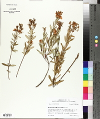 Hypericum densiflorum image
