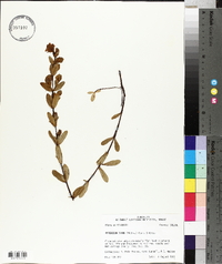 Hypericum stans image
