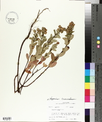 Hypericum crux-andreae image