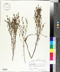 Hypericum drummondii image