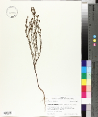 Hypericum drummondii image