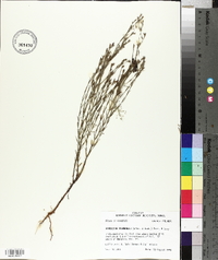 Hypericum drummondii image