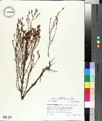 Hypericum drummondii image