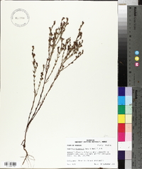 Hypericum drummondii image