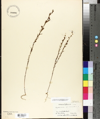 Hypericum drummondii image