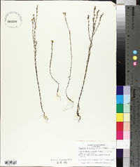 Hypericum drummondii image