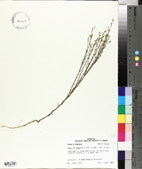 Hypericum drummondii image