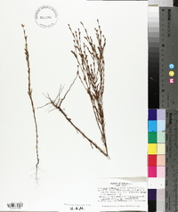 Hypericum drummondii image