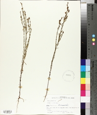 Hypericum drummondii image