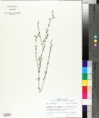 Hypericum drummondii image