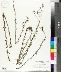Hypericum denticulatum image