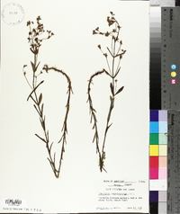 Hypericum denticulatum image