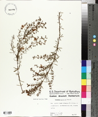 Hypericum galioides image