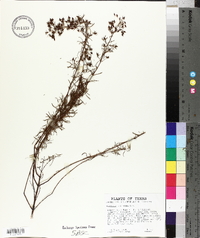 Hypericum galioides image