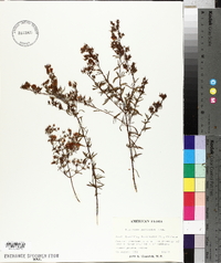 Hypericum galioides image