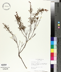 Hypericum galioides image
